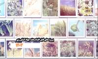رتبه‌بندی طرح‌های قابل افتتاح هفته جهادکشاورزی بر اساس شاخص تعداد و هزینه در سال ۱۴۰۳